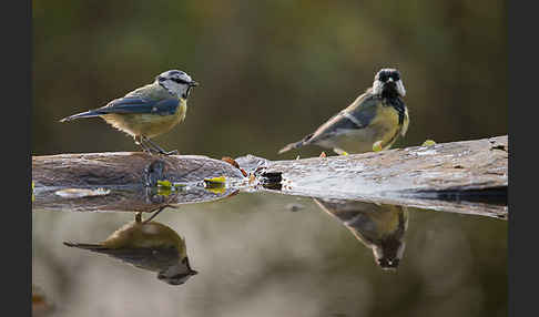 Kohlmeise (Parus major)