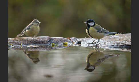 Kohlmeise (Parus major)