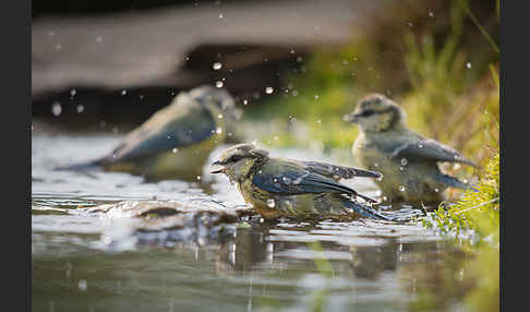 Blaumeise (Parus caeruleus)