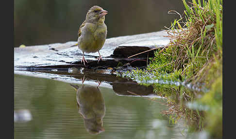 Grünfink (Carduelis chloris)