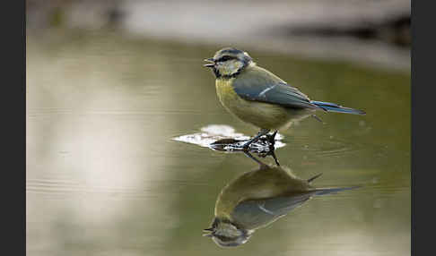 Blaumeise (Parus caeruleus)