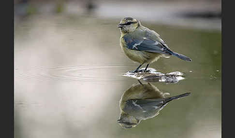 Blaumeise (Parus caeruleus)