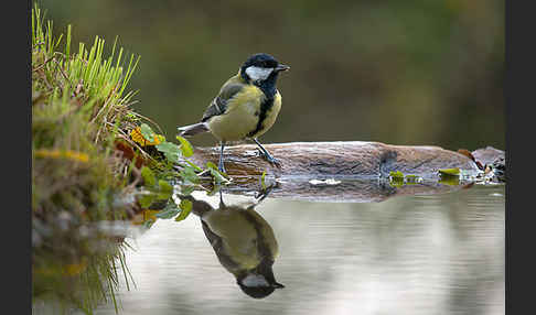 Kohlmeise (Parus major)