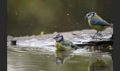 Blaumeise (Parus caeruleus)