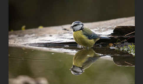 Blaumeise (Parus caeruleus)