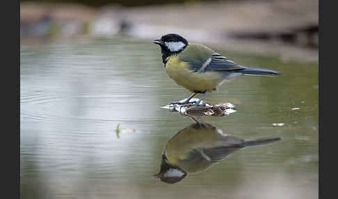 Kohlmeise (Parus major)