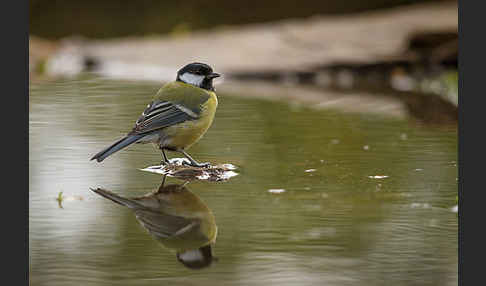 Kohlmeise (Parus major)