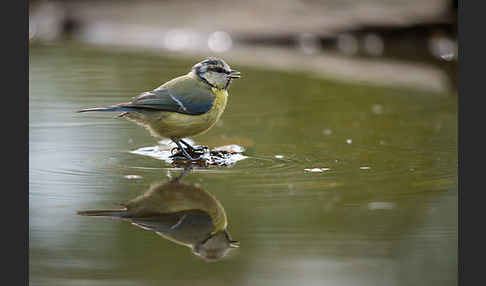 Blaumeise (Parus caeruleus)