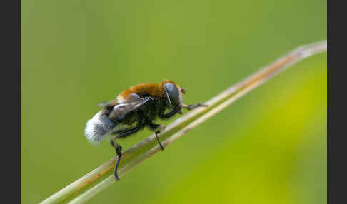 Hummel-Keilfleckschwebfliege (Eristalis intricaria)