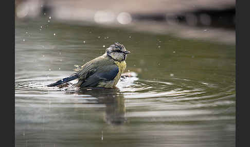 Blaumeise (Parus caeruleus)