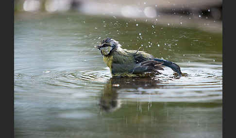 Blaumeise (Parus caeruleus)