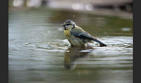 Blaumeise (Parus caeruleus)