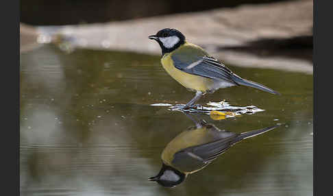 Kohlmeise (Parus major)