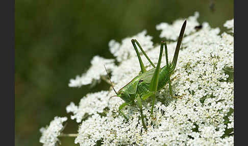 Großes Heupferd (Tettigonia viridissima)