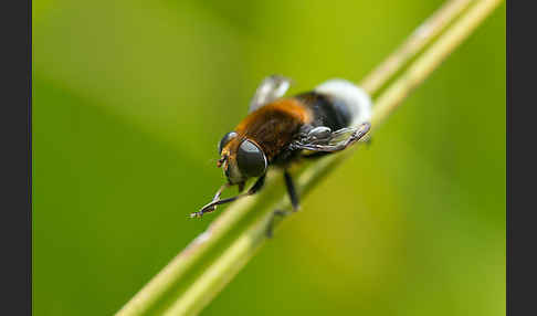 Hummel-Keilfleckschwebfliege (Eristalis intricaria)