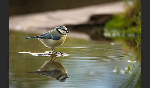 Blaumeise (Parus caeruleus)