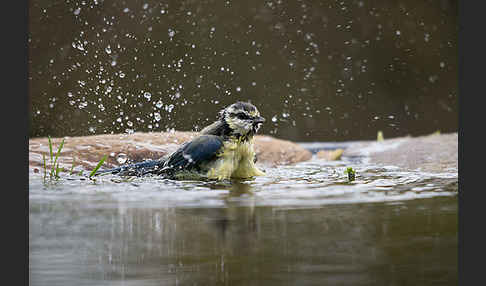 Blaumeise (Parus caeruleus)