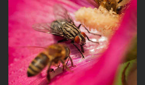 Fleischfliege spec. (Sarcophagidae spec.)