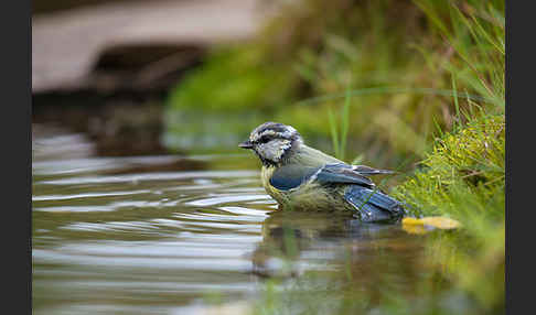 Blaumeise (Parus caeruleus)