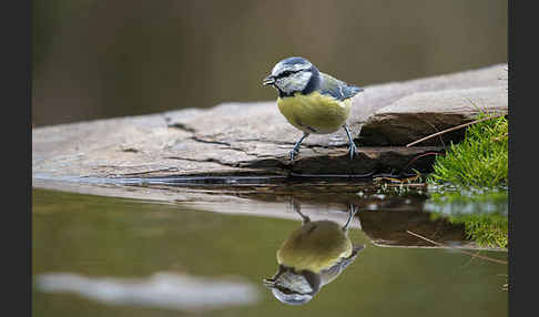 Blaumeise (Parus caeruleus)