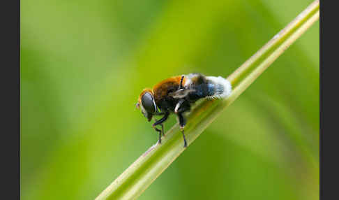 Hummel-Keilfleckschwebfliege (Eristalis intricaria)