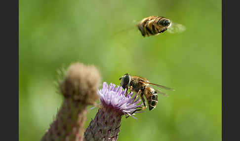 Schwebfliege (Eristalis spec.)