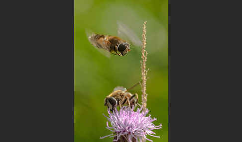 Schwebfliege (Eristalis spec.)