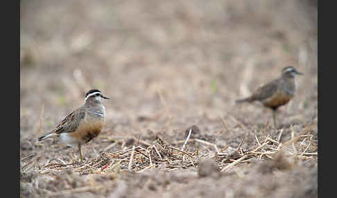 Mornellregenpfeifer (Charadrius morinellus)