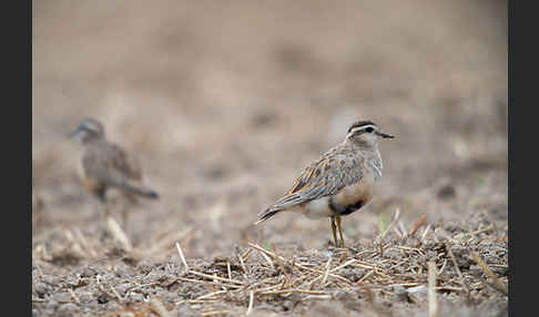 Mornellregenpfeifer (Charadrius morinellus)