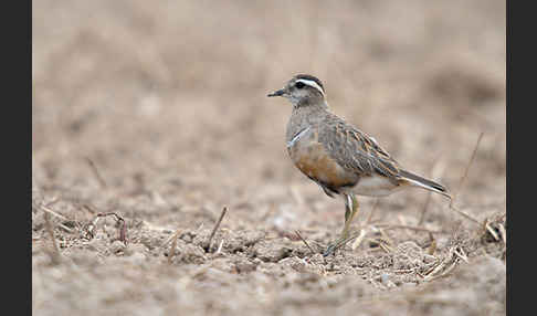 Mornellregenpfeifer (Charadrius morinellus)