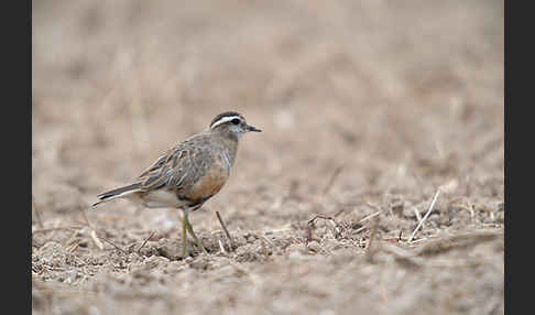 Mornellregenpfeifer (Charadrius morinellus)