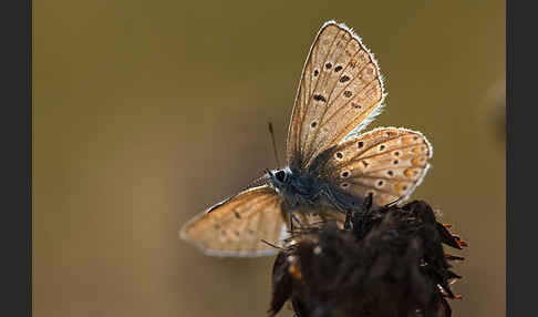 Gemeiner Bläuling (Polyommatus icarus)