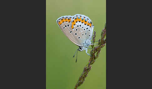 Idas-Bläuling (Plebejus idas)