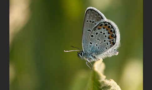 Idas-Bläuling (Plebejus idas)