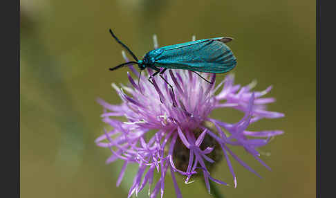 Ampfer-Grünwidderchen (Adscita statices)