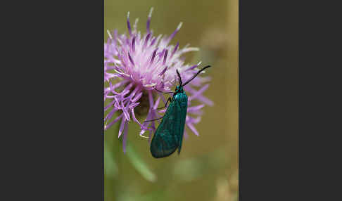 Ampfer-Grünwidderchen (Adscita statices)