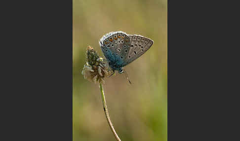 Gemeiner Bläuling (Polyommatus icarus)