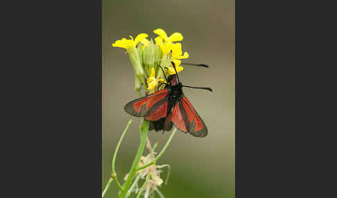 Thymian-Widderchen (Zygaena purpuralis)