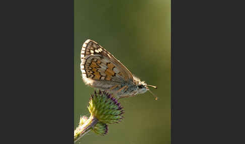 Graubrauner Dickkopffalter (Pyrgus sidae)