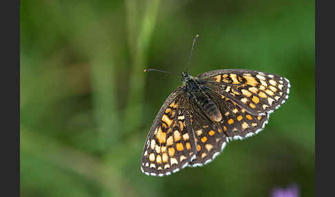 Wachtelweizen-Scheckenfalter (Melitaea athalia)