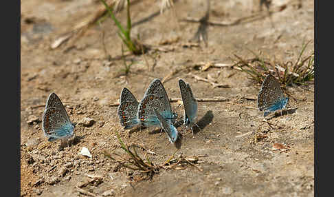 Gemeiner Bläuling (Polyommatus icarus)