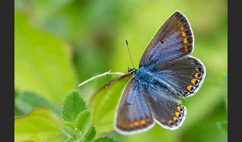 Gemeiner Bläuling (Polyommatus icarus)