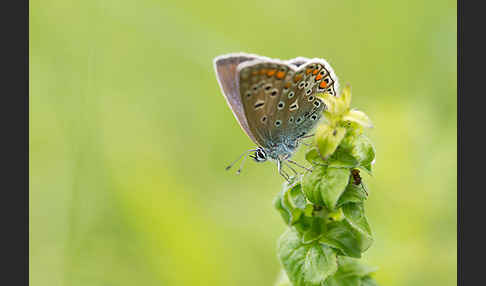 Gemeiner Bläuling (Polyommatus icarus)