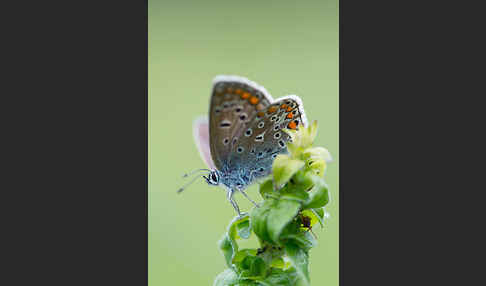 Gemeiner Bläuling (Polyommatus icarus)