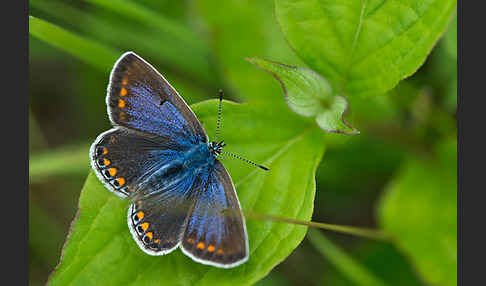 Gemeiner Bläuling (Polyommatus icarus)