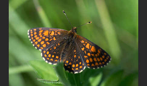 Ehrenpreis-Scheckenfalter (Melitaea aurelia)