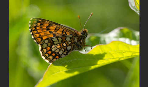 Ehrenpreis-Scheckenfalter (Melitaea aurelia)