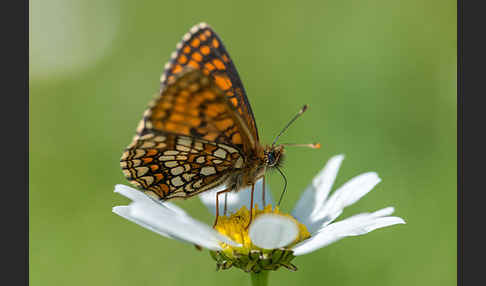 Ehrenpreis-Scheckenfalter (Melitaea aurelia)