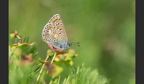 Gemeiner Bläuling (Polyommatus icarus)