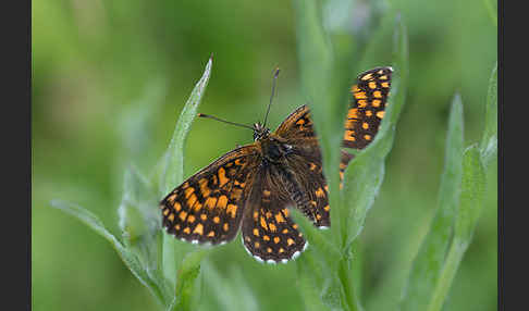 Wachtelweizen-Scheckenfalter (Melitaea athalia)